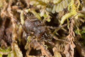 Media type: image; Invertebrate Zoology 138093